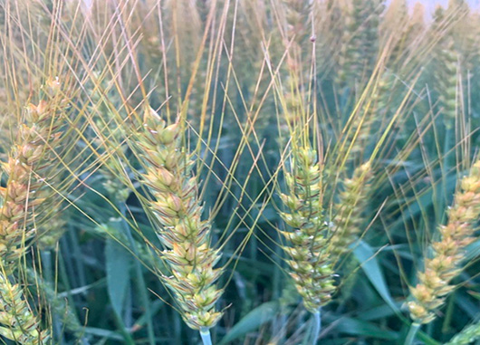 麺作りのこだわり【粉】