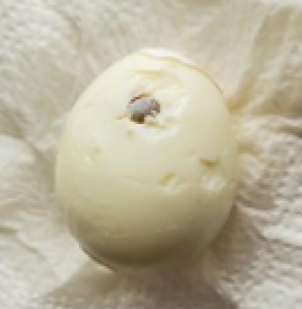 味付き半熟ゆでたまごの中から黒い異物が出てきました